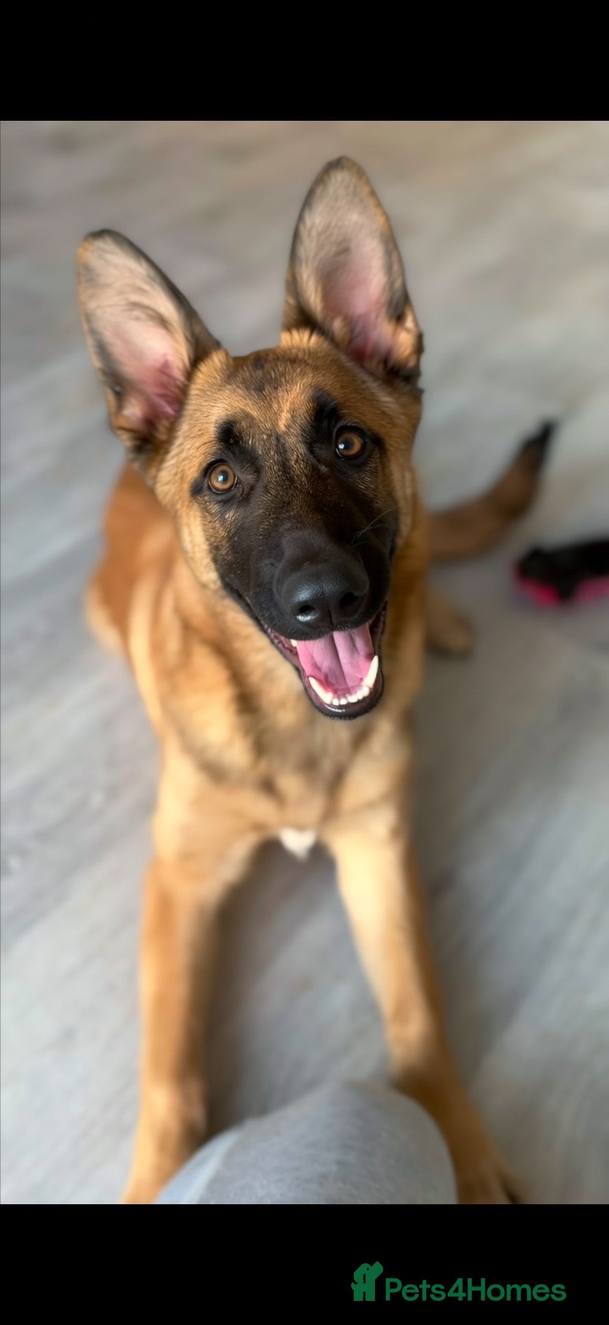German Shepherd dogs for sale: female German shepherd 6 months old  - Advert 16