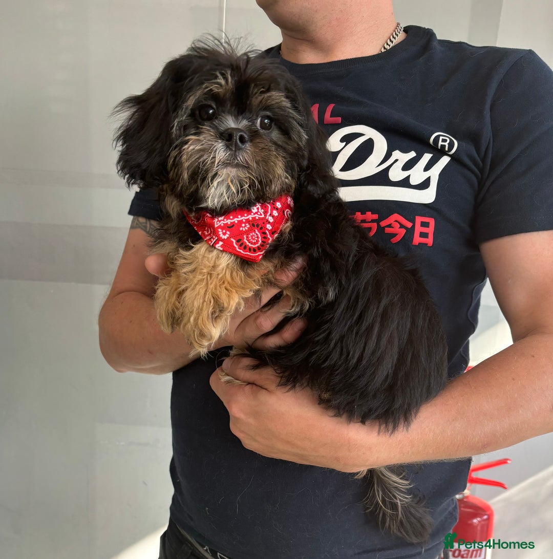 Cavapoo dogs for sale: Little man needs a loving home  - Image 1