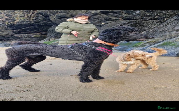 Standard Poodle dogs - Advert 1
