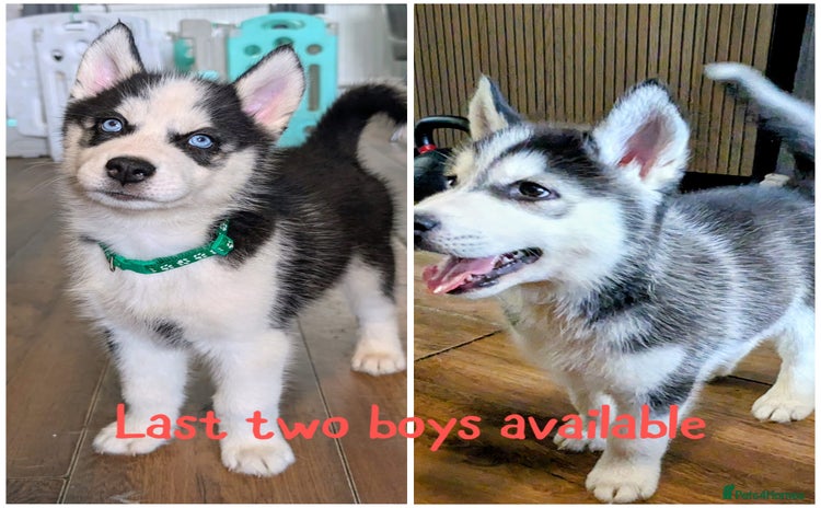 Siberian Husky dogs - Advert 2