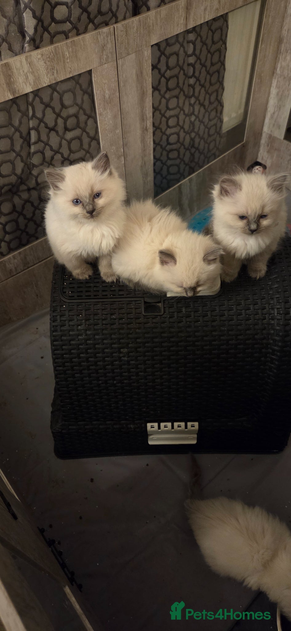 Ragdoll cats Ragdoll blue point kittens - Advert 2