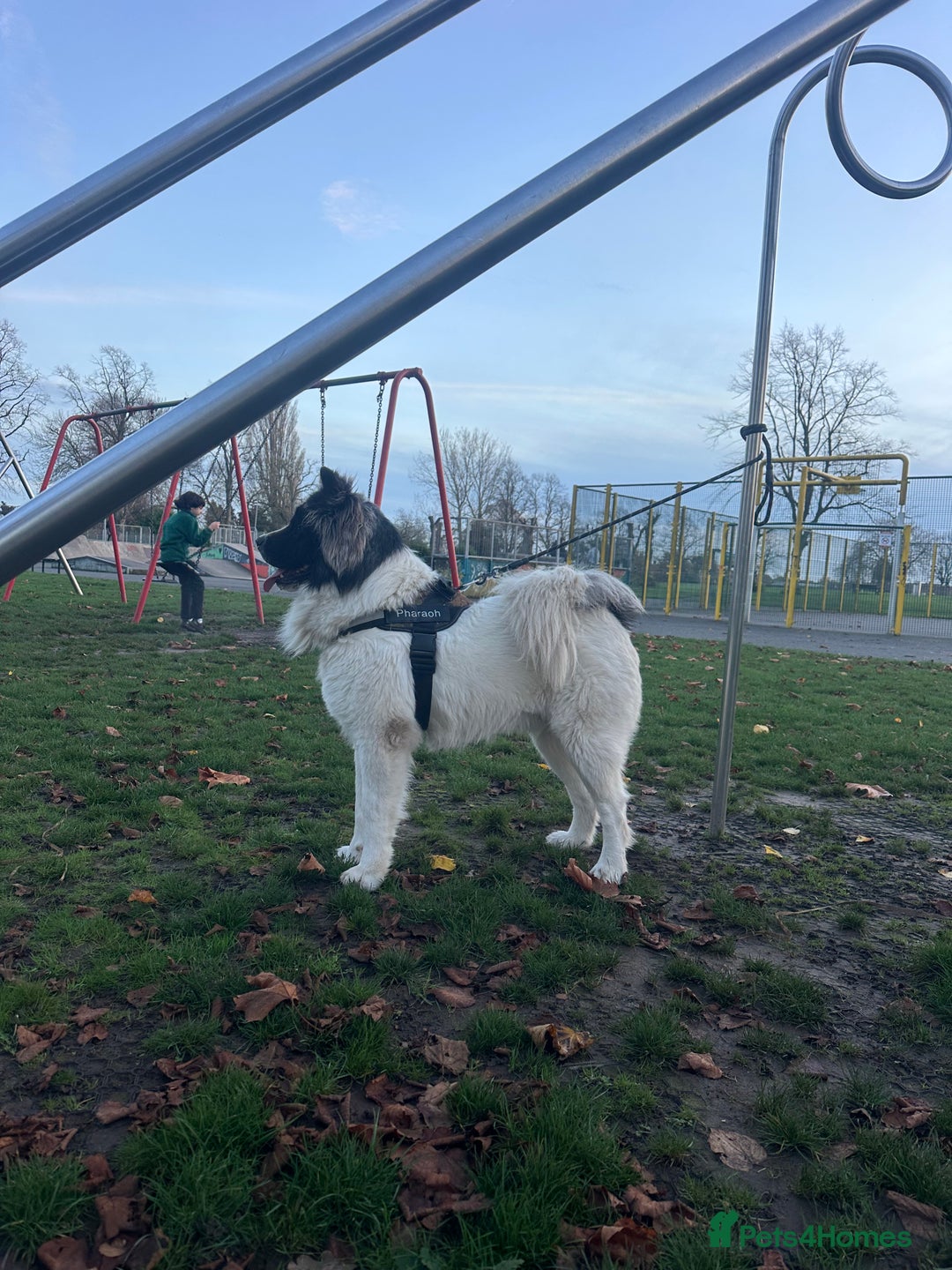 Caucasian Shepherd Dog dogs for stud: Strong Caucasian Shepherd Male for Stud - Advert 8