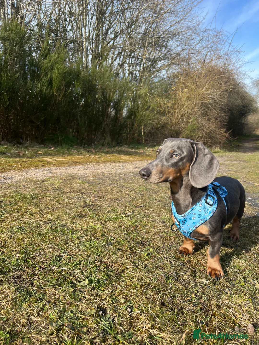 Dachshund dogs for sale: Grey and Tan Male Dachshund 17 months old - Advert 9