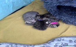 Bengal cats for sale: 4 Bengal kittens  - Image 9