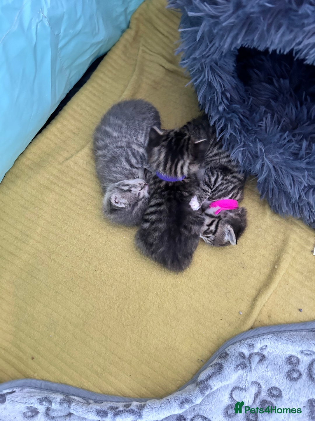 Bengal cats for sale: 4 Bengal kittens  - Image 9