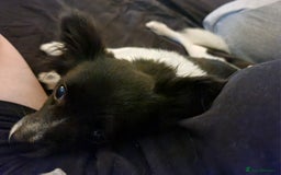 Chihuahua dogs for sale: Lovely little lady Chi - Image 1