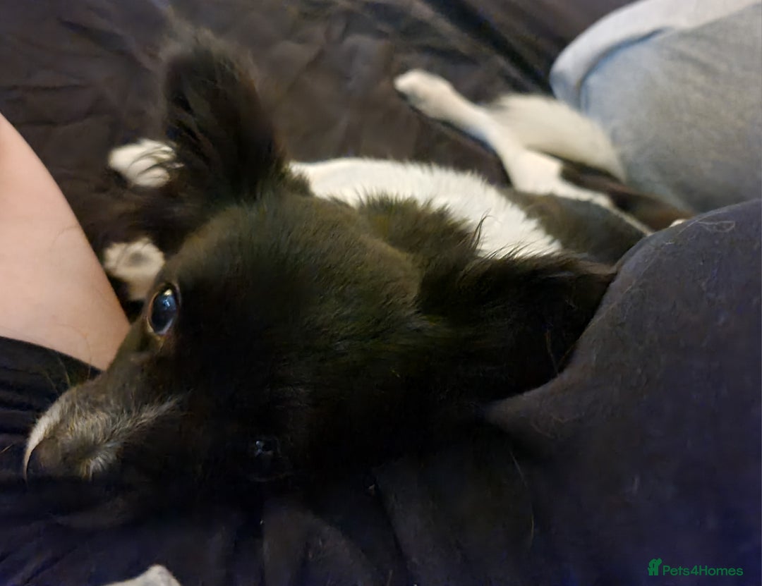 Chihuahua dogs for sale: Lovely little lady Chi - Image 1