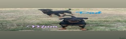 Rottweiler dogs for sale: 9 purebred Rottweiler puppies for sale - Advert 2
