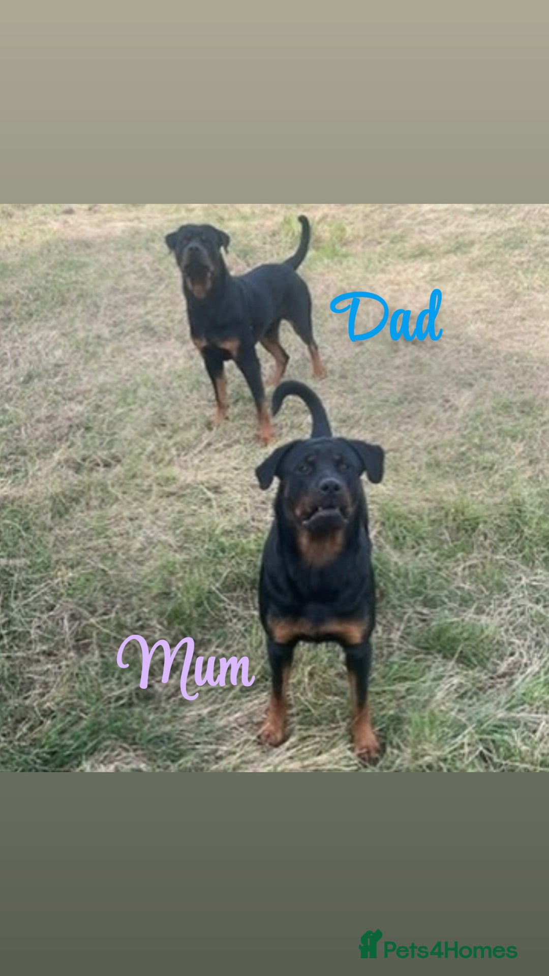 Rottweiler dogs for sale: 9 purebred Rottweiler puppies for sale - Advert 2