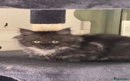 Maine Coon cats for sale: Maine coon x Ragdoll READY NOW 1 BOY LEFT - Image 10