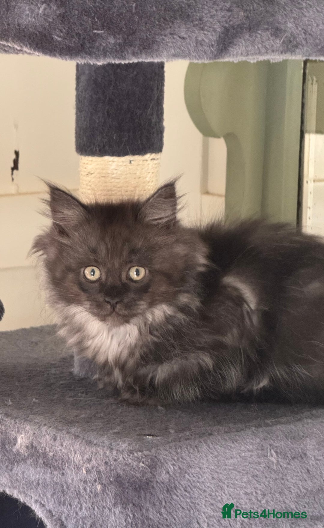 Maine Coon cats for sale: Maine coon x Ragdoll READY NOW 1 BOY LEFT - Image 10