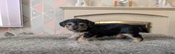Mixed Breed dogs for sale: 6week old Jorkie Poos - Advert 7