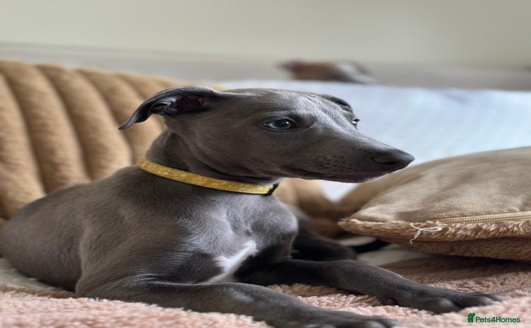 Whippet dogs - Advert 1