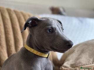 Whippet dogs - Advert 1