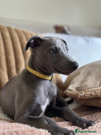 Whippet dogs - Advert 1