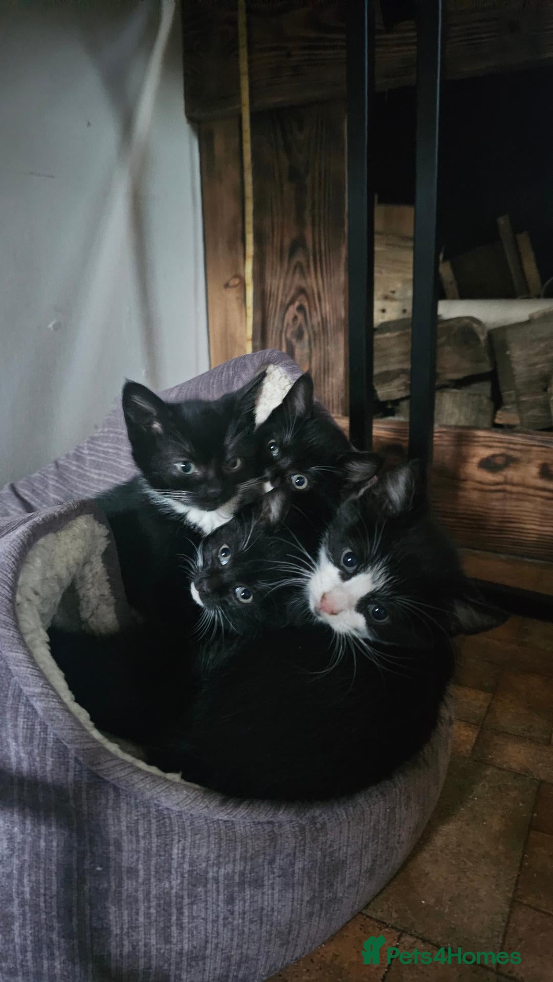 Mixed Breed cats Tuxedo Kittens🖤🤍🐾 - Advert 11
