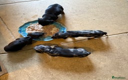 Miniature Dachshund dogs for sale: Beautiful Home Reared KC Reg Mini Daschunds - Image 9