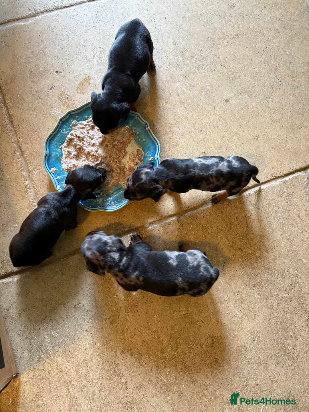 Miniature Dachshund dogs for sale: Beautiful Home Reared KC Reg Mini Daschunds - Image 9