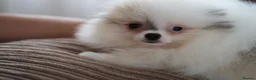 Pomeranian dogs for sale: Cute puppies  - Advert 14