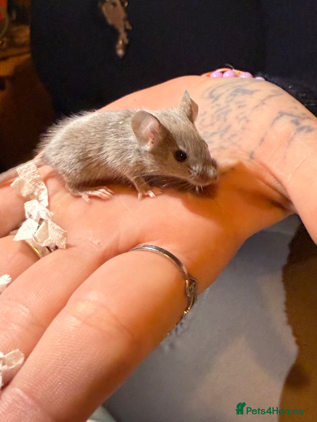 Mouse rodents for sale: Fancy mice lots of males and females available  - Advert 9