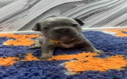 French Bulldog dogs for sale: French bulldog puppies - Image 5