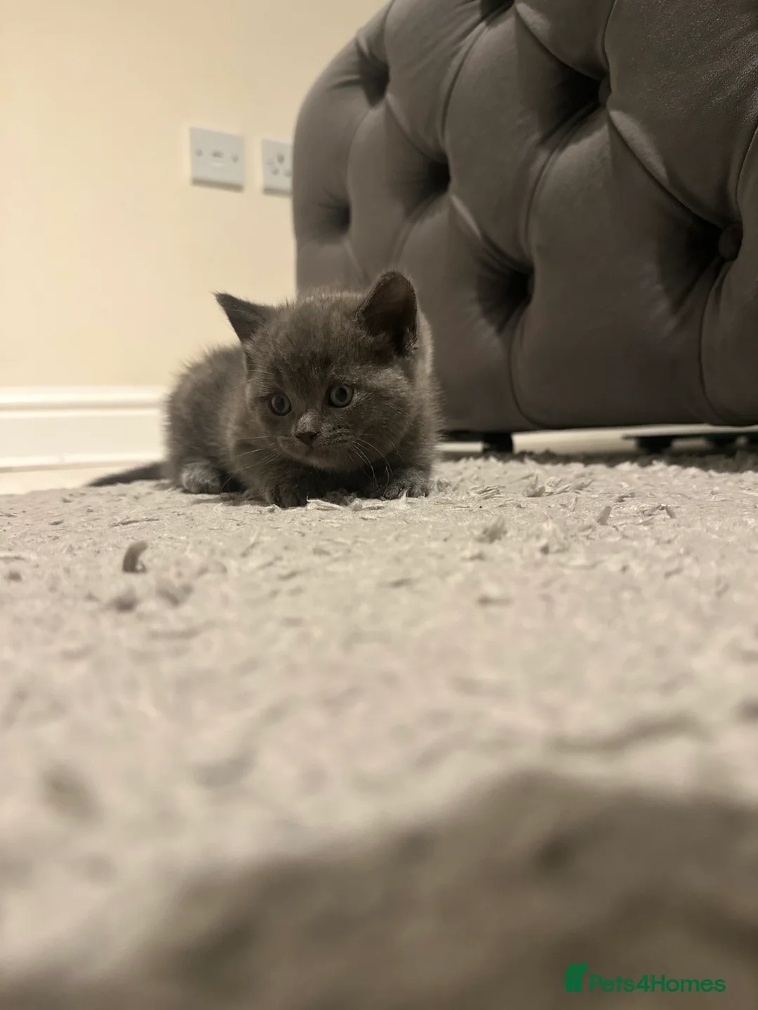 Scottish Fold cats for sale: Two adorable Scottish fold and straight kittens - Advert 8