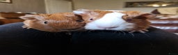 Guinea Pig rodents for sale: Two bond brothers ready on 11th feb 26 - Advert 4