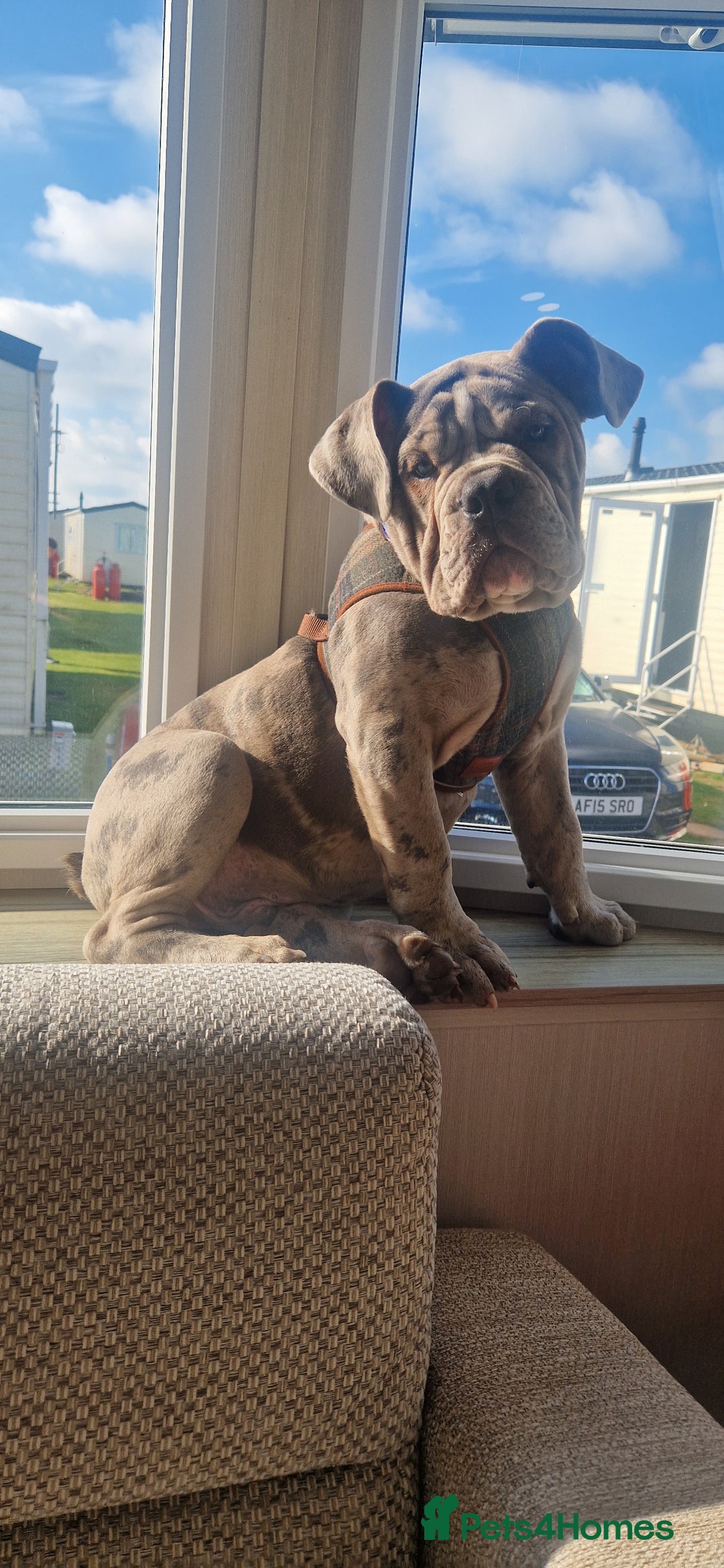 Old Tyme Bulldog dogs for sale: Male Lilac merle old tyme bulldog - Image 10