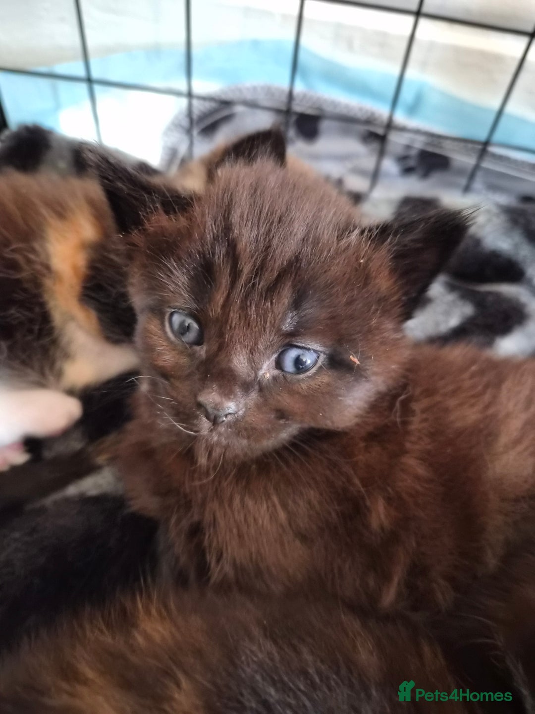 Maine Coon cats for sale: Maine Coon cross kittens  - Image 2
