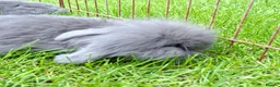 Mixed Breed rabbits for sale: 4 lovely minilop lionhead rabbits  - Advert 14