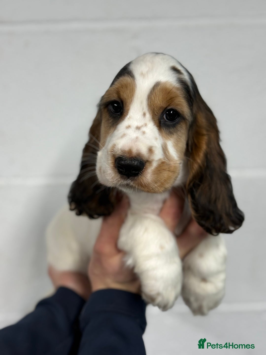 Cocker Spaniel dogs for sale: True to type Show Cocker Spaniels - KC reg parents - Advert 6