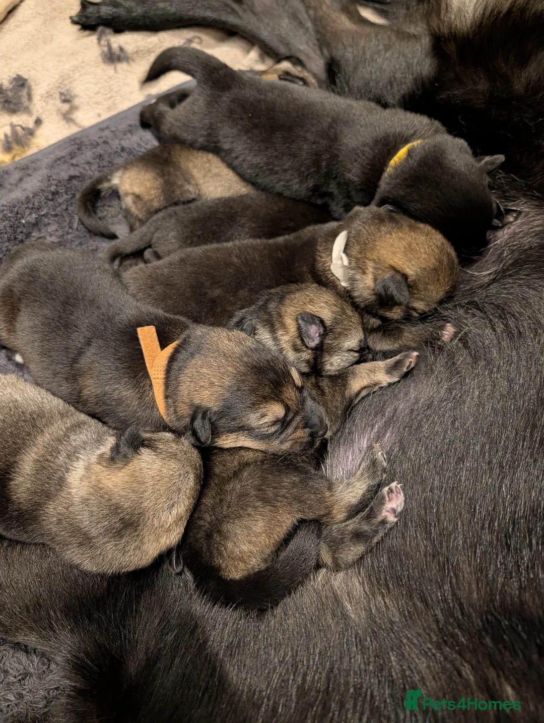 Mixed Breed dogs for sale: Akita x German shepherd chunky puppies - Advert 2