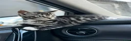 Mixed Breed cats for sale: Kitten  in London - Advert 1