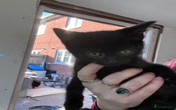 Bengal cats for sale: 12 mixed kittens - Advert 10