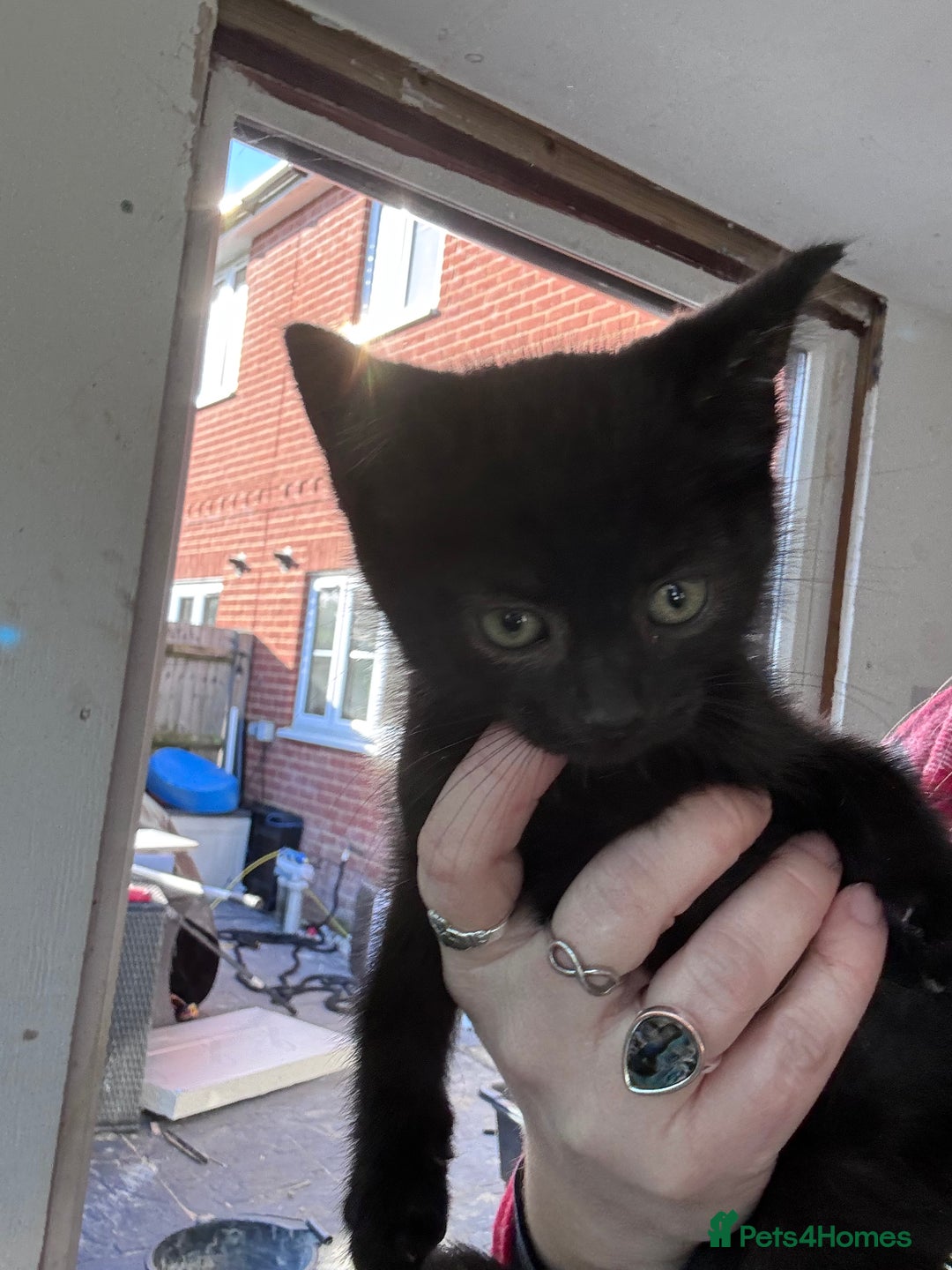 Bengal cats for sale: 12 mixed kittens - Advert 10