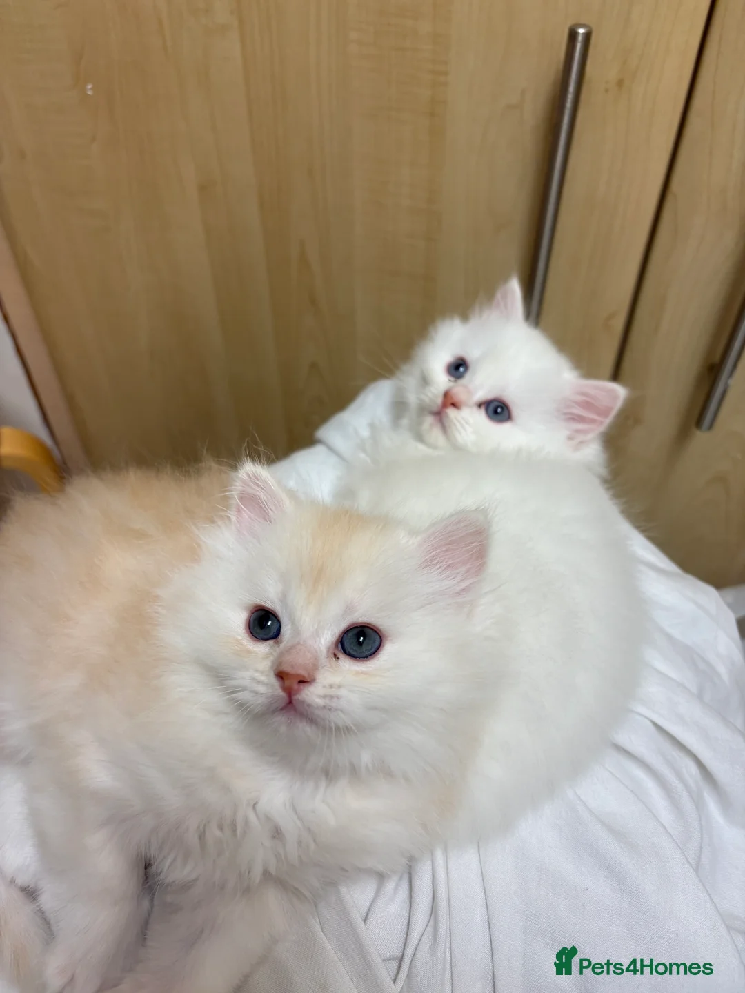 Mixed Breed cats for sale: Persian/ragdoll  - Advert 5