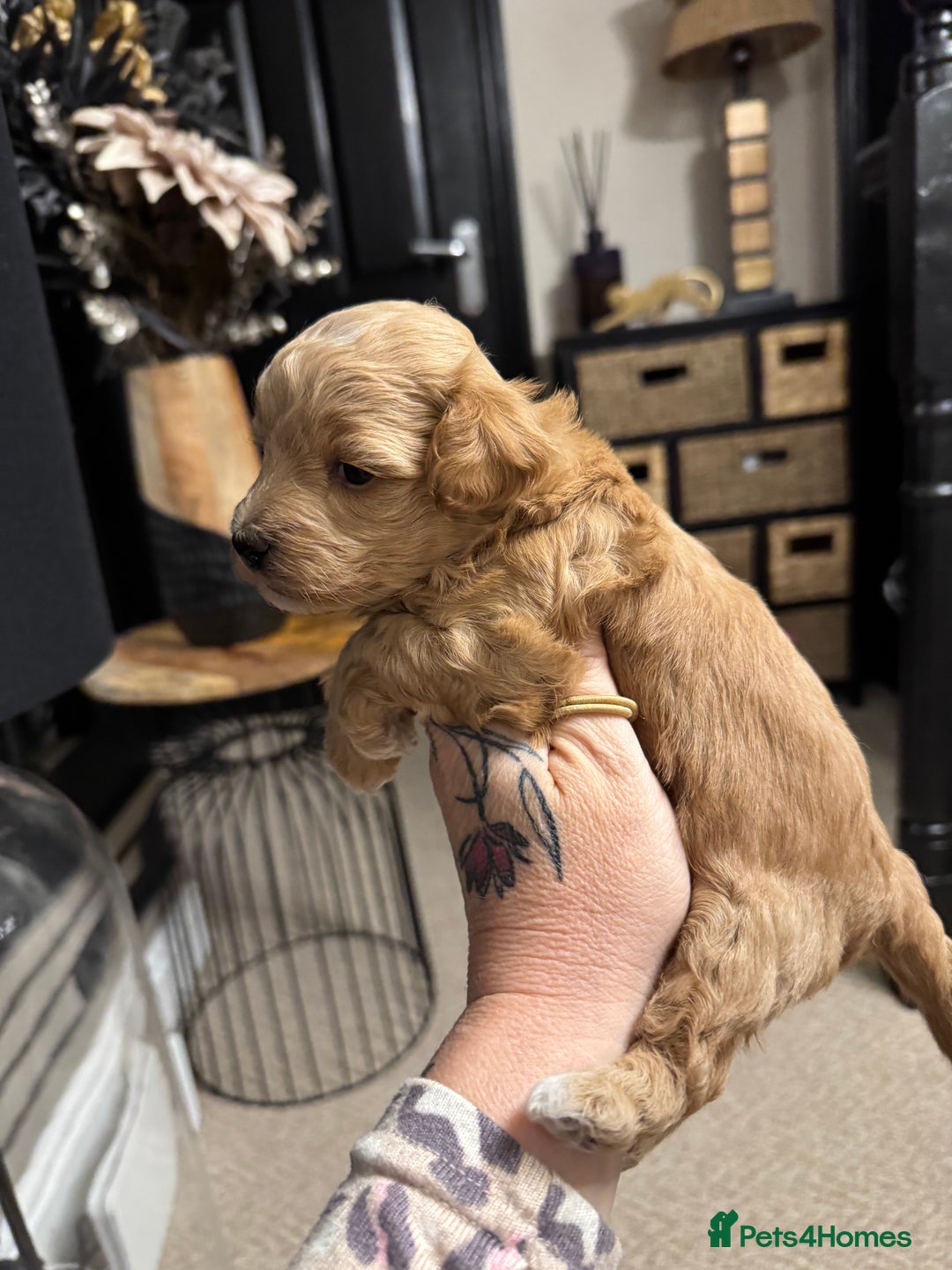 Maltipoo dogs for sale: Teddy bear maltipoo puppies  - Image 20