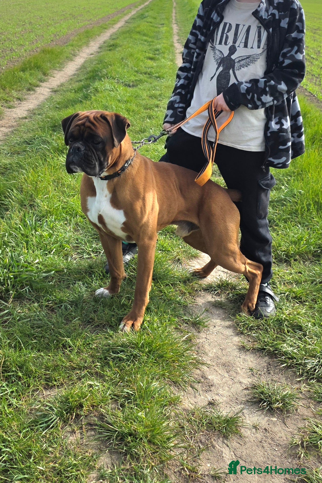 Boxer dogs Beautiful red male boxer - Advert 1