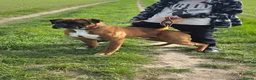 Boxer dogs for sale: Beautiful red male boxer - Advert 1
