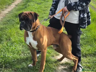 Boxer dogs Beautiful red male boxer - Advert 2