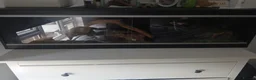 Python Snake reptiles for sale: Banana Morph Royal Python and vivarium - Advert 4