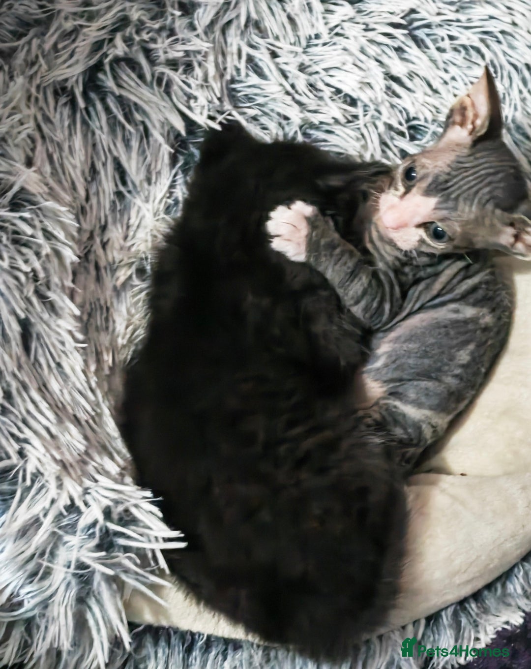 Mixed Breed cats for sale: Beautiful kittens  - Advert 1