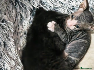 Mixed Breed cats Beautiful kittens - Advert 2