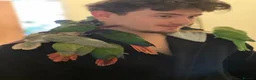 Conures birds for sale: Ready Now: Hand-Reared Baby Conures - Advert 13