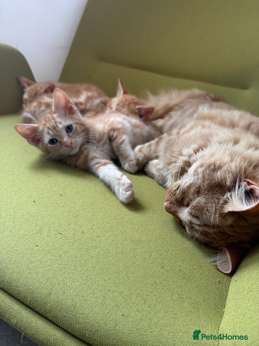 Mixed Breed cats for sale: 3 x Ginger Tabby Male Kittens  - Advert 7