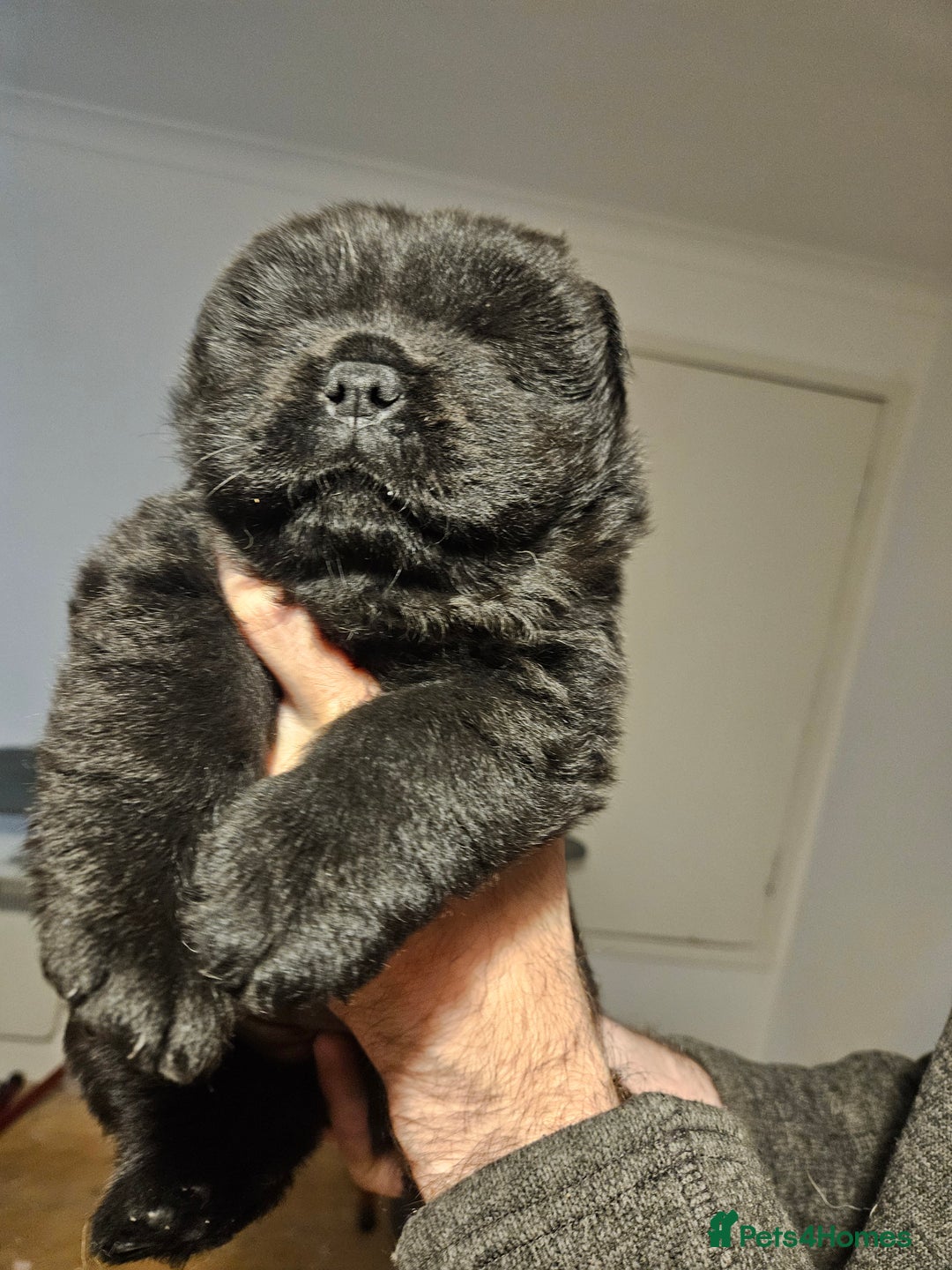 Chow Chow dogs for sale: Chow chow puppies  - Image 13