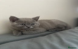 Scottish Fold cats for sale: Cute Scottish kittens READY to go  - Image 16