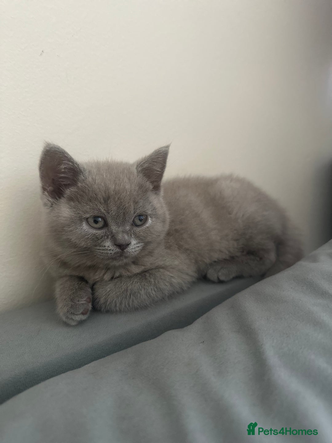Scottish Fold cats for sale: Cute Scottish kittens READY to go  - Image 16
