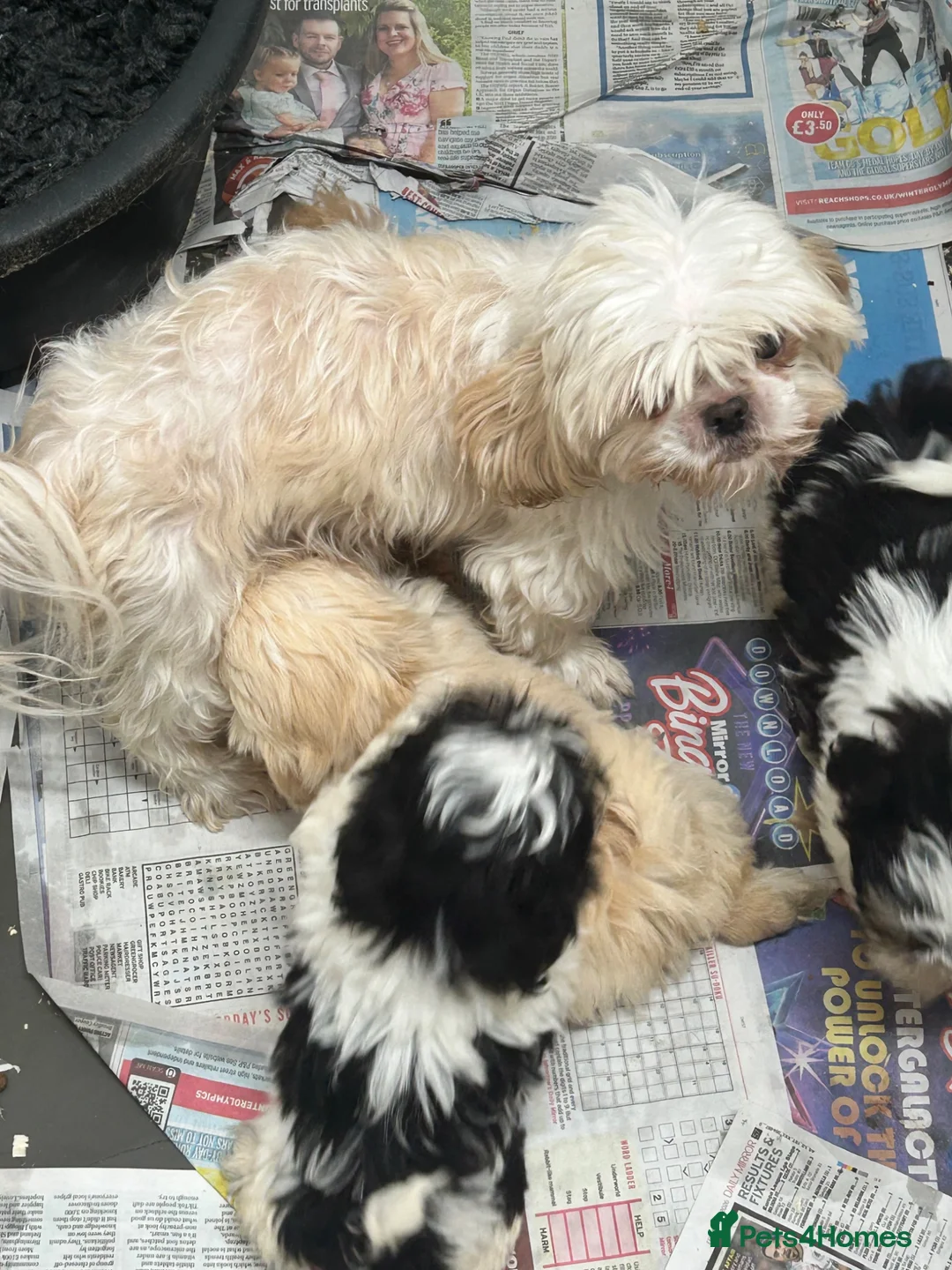 Shih Tzu dogs for sale: Tiny imperial Shih Tzu puppies  - Advert 9