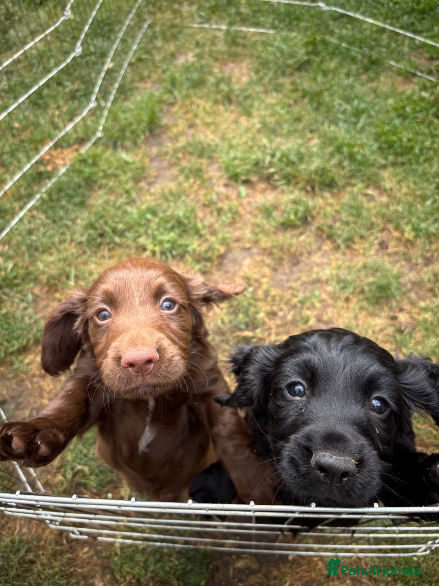 Cocker Spaniel dogs 1 Choc Boy - KC Reg Cocker Spaniel - Advert 13
